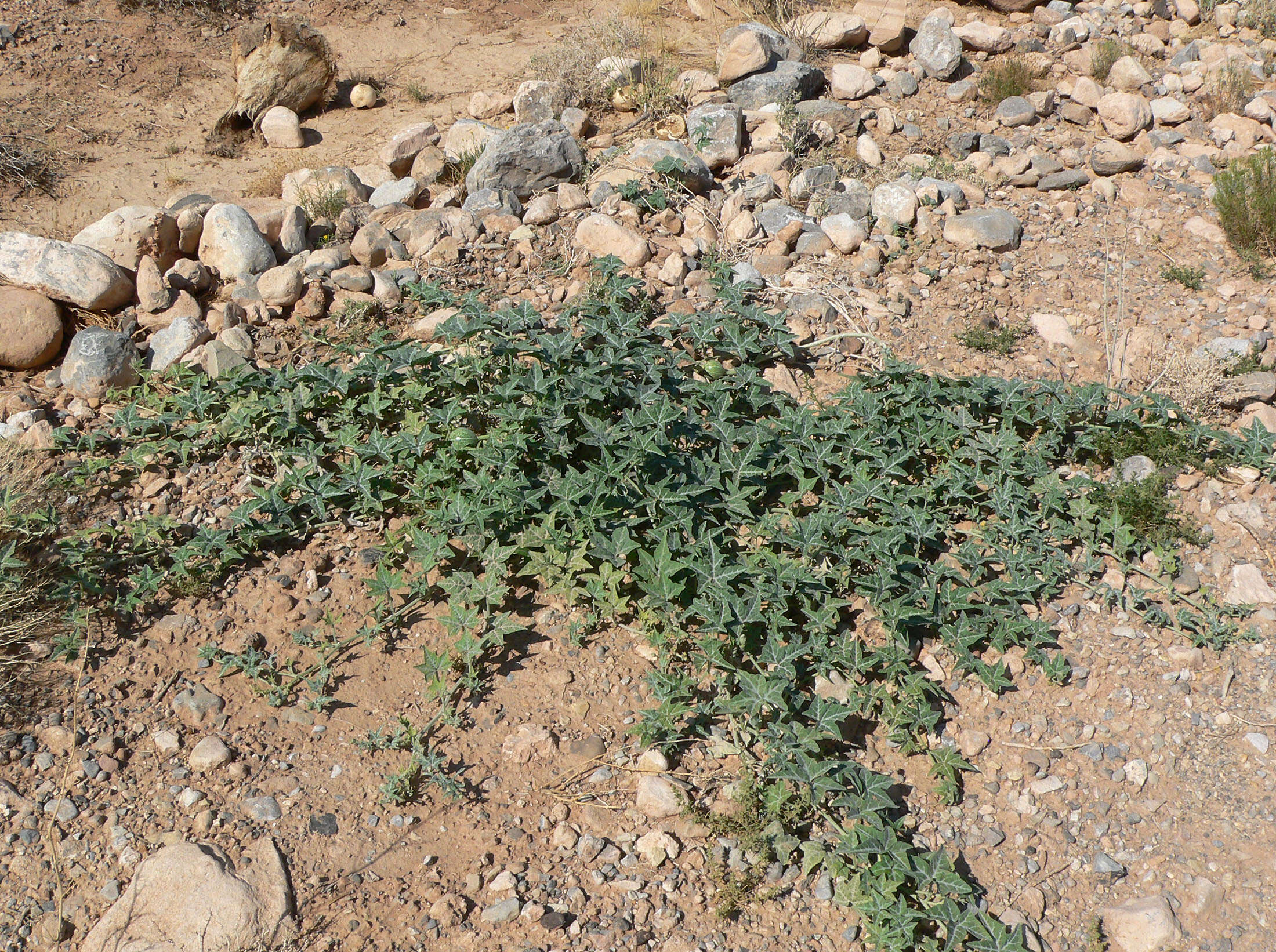 Image of coyote gourd