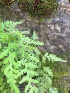 Image of Reeves' bladderfern