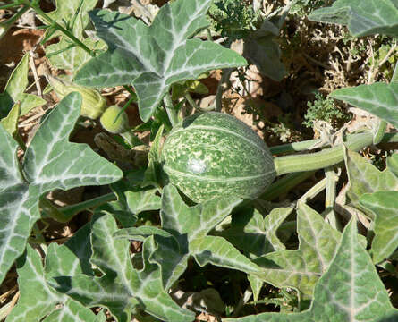 Image of coyote gourd