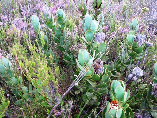 Imagem de Protea speciosa (L.) L.