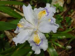 Sivun Iris japonica Thunb. kuva