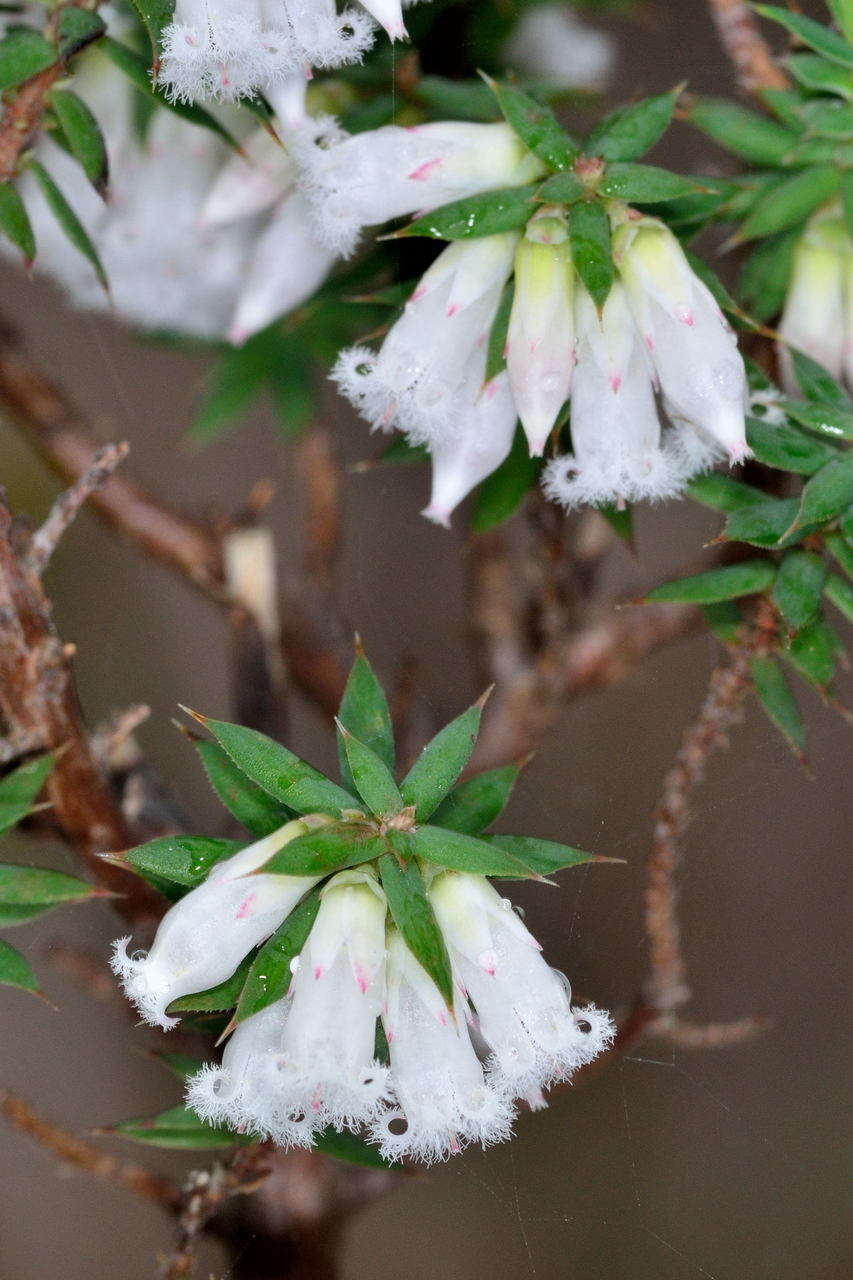 Image of Styphelia fletcheri subsp. brevisepala