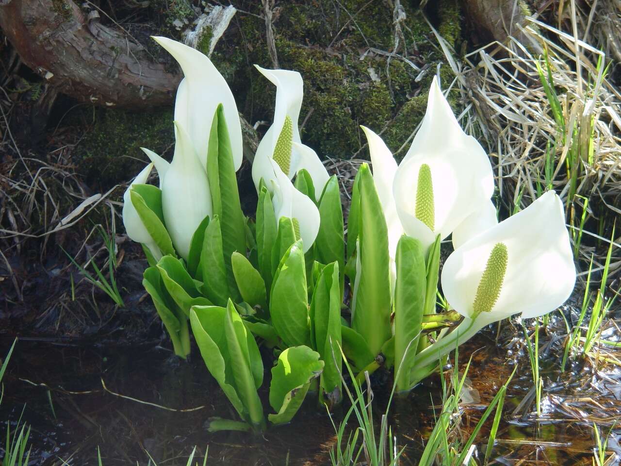 Image of Lysichiton camtschatcensis (L.) Schott