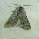 Acronicta euphorbiae Davis & Schiffermüller 1775的圖片