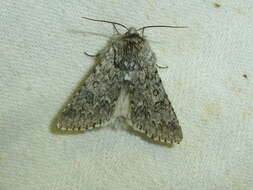 Image of sweet gale moth