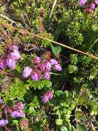 Image of blue mountainheath