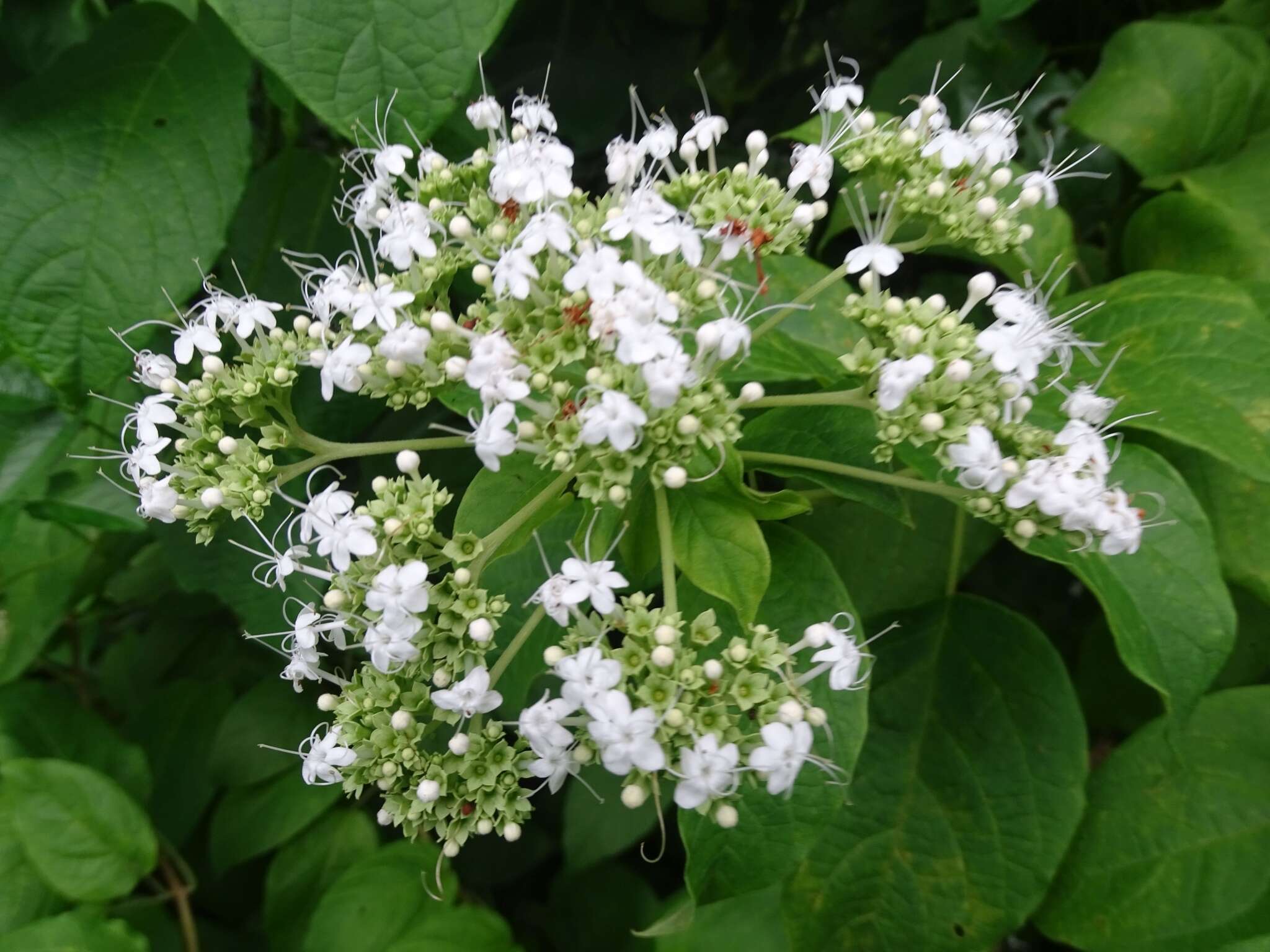 Sivun Clerodendrum polycephalum Baker kuva