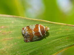 Image of Sarebasa celebris Distant 1909