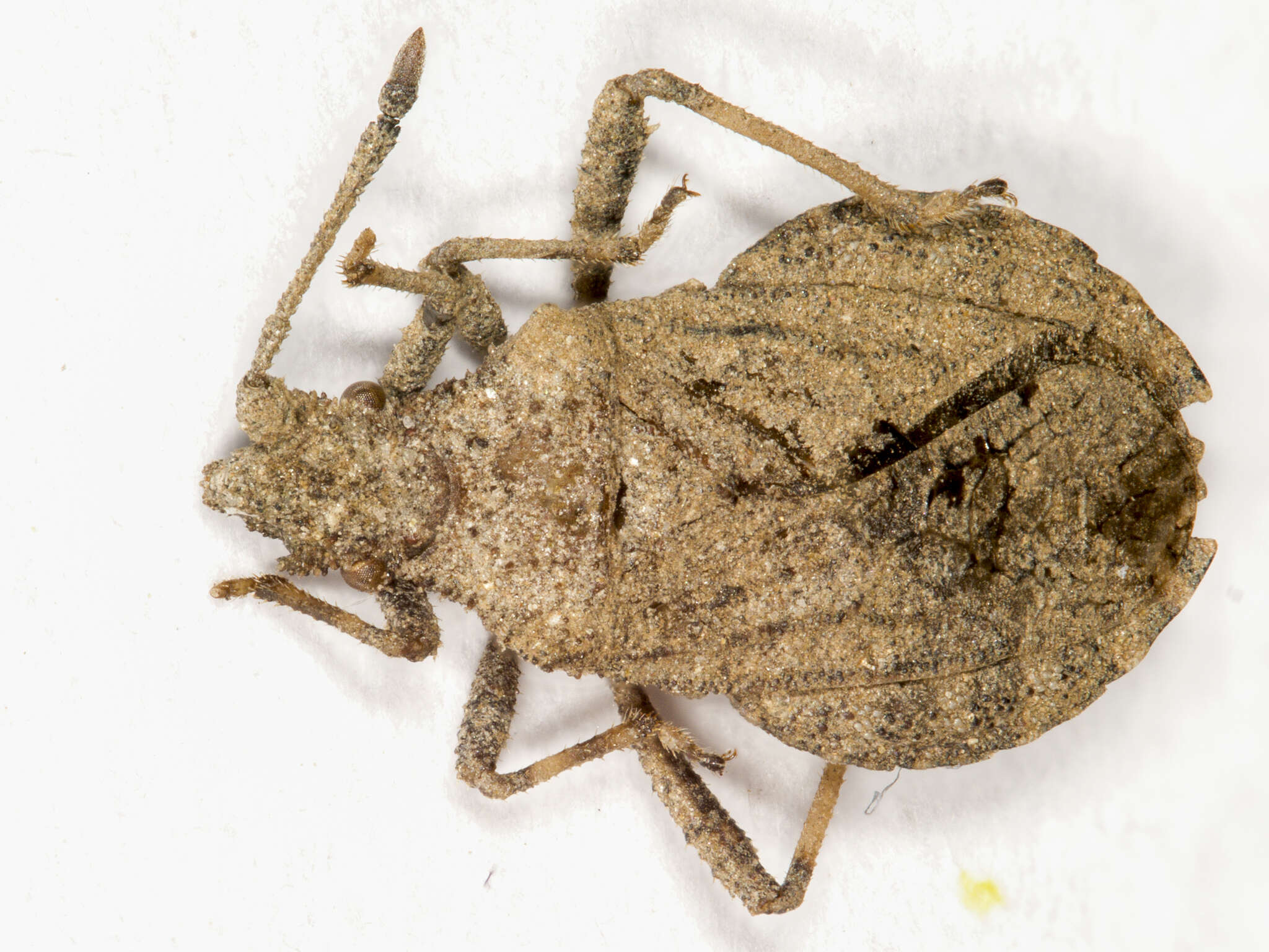 Image of Arenocoris waltlii (Herrich-Schäffer 1835)