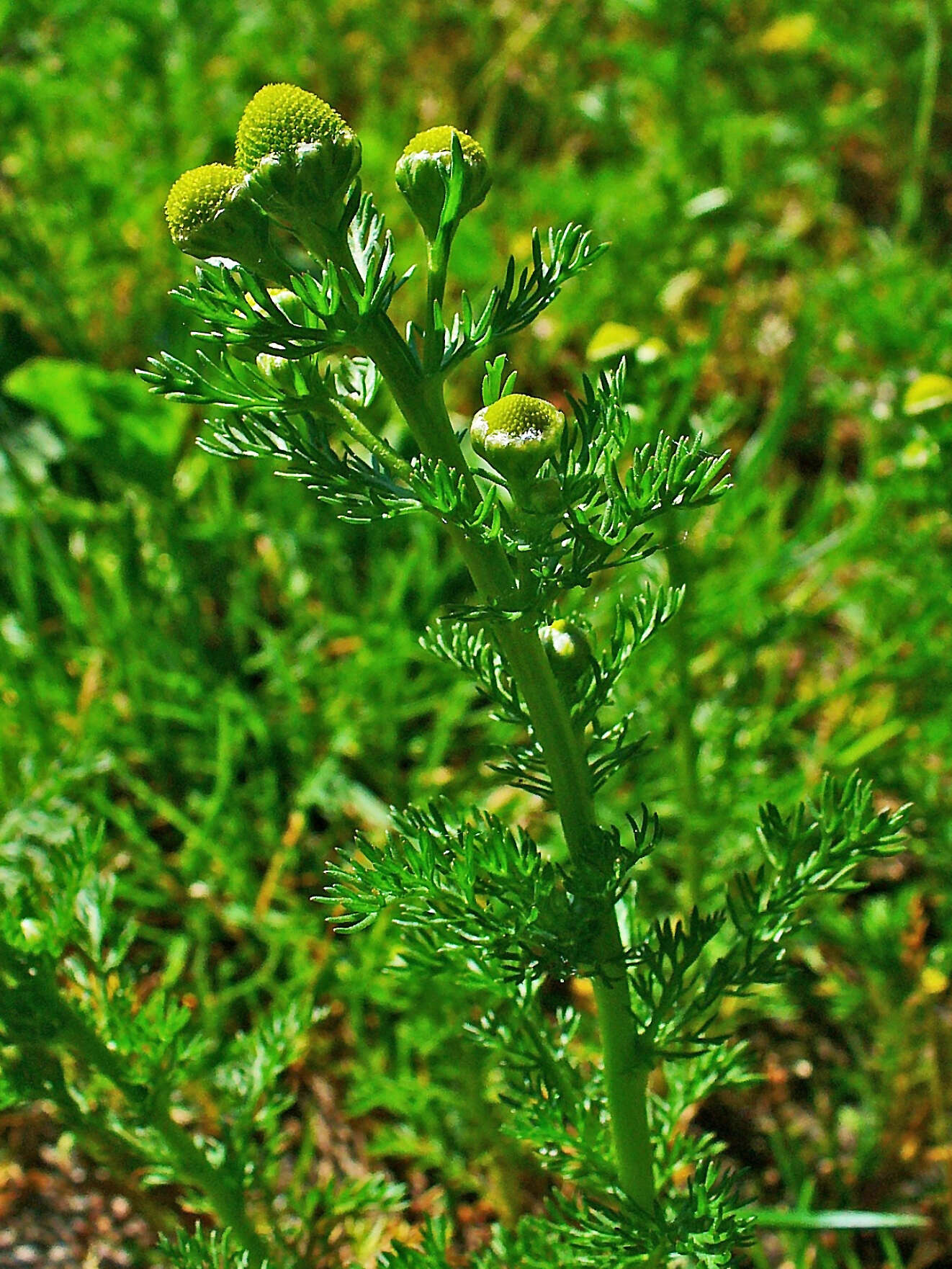 Слика од Matricaria discoidea DC.