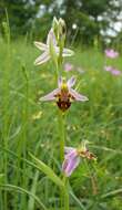 Image of Bee orchid