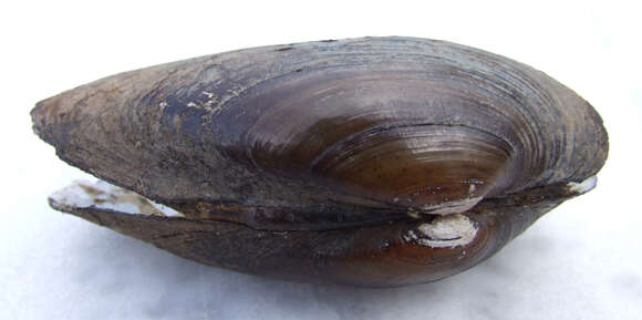 Image of Swollen River Mussel