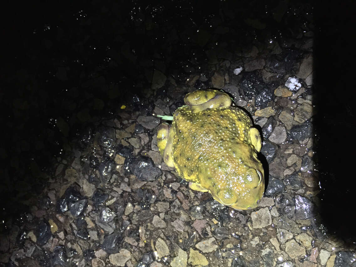 Image of Couch's Spadefoot