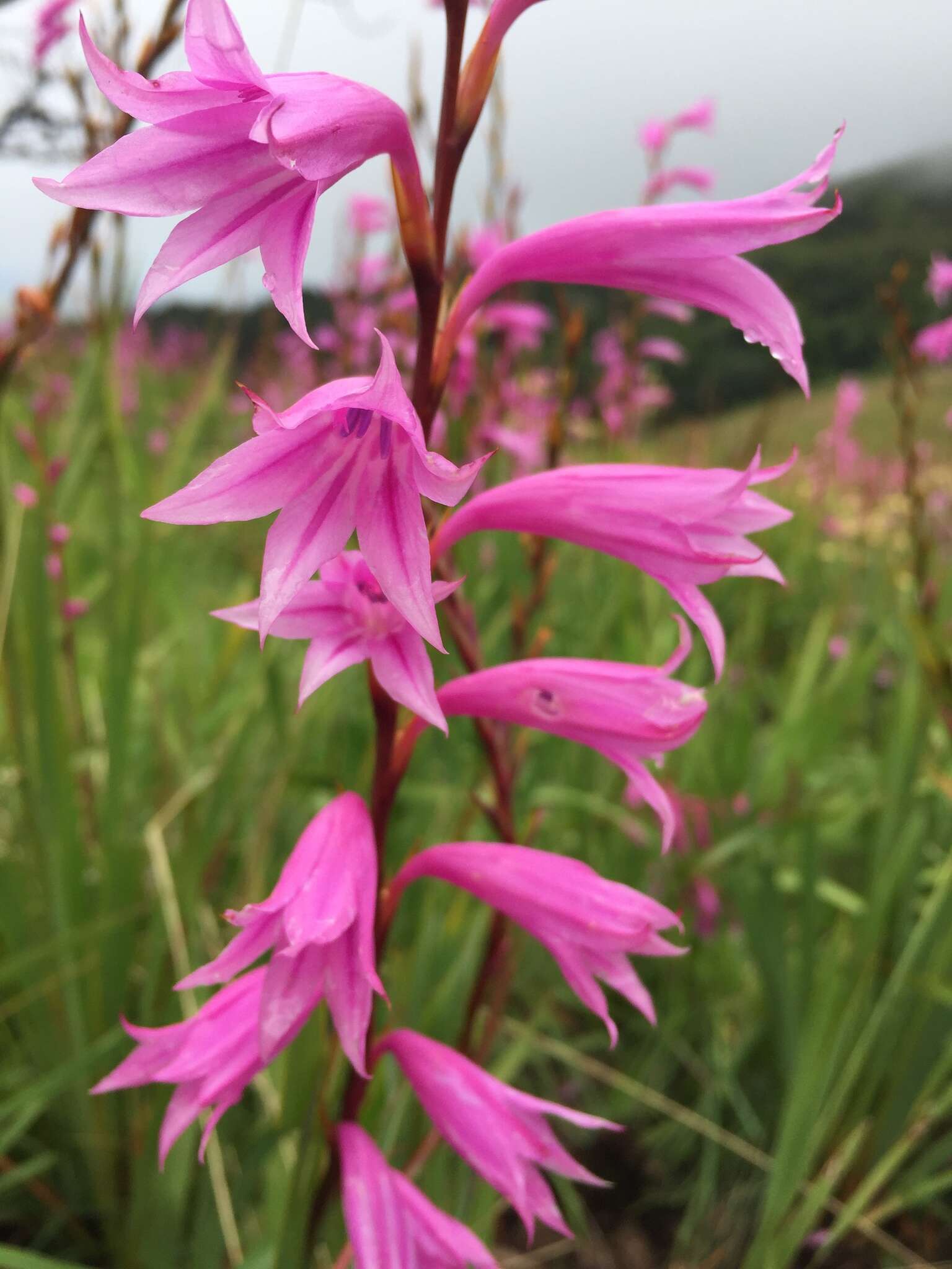 Plancia ëd Watsonia transvaalensis Baker