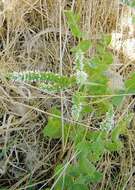 Image of Apple Mint