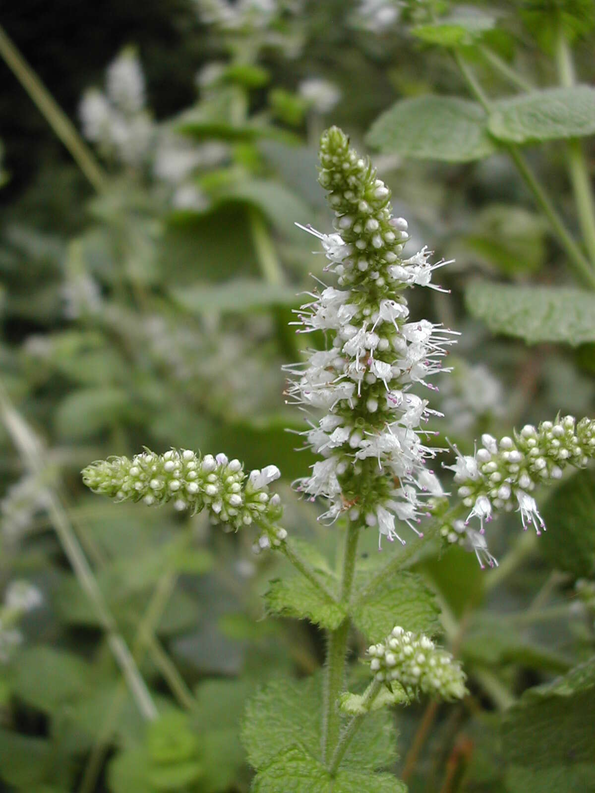 Image of Apple Mint