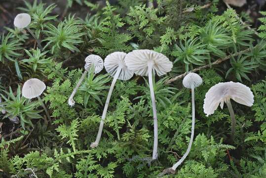 Image of Mycena latifolia (Peck) A. H. Sm. 1935