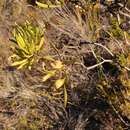 Image de Leucadendron meridianum Salter ex I. Williams