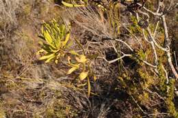 Image of Leucadendron meridianum Salter ex I. Williams