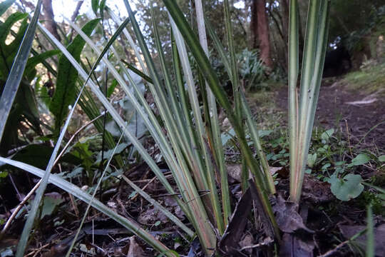 Libertia ixioides (G. Forst.) Spreng.的圖片