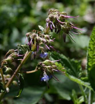 Image of Trachystemon orientalis