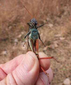 Image of Melanoplus thomasi Scudder & S. H. 1897