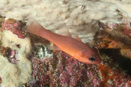 Image of Plain cardinalfish