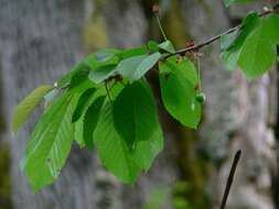 Image of gean, wild cherry