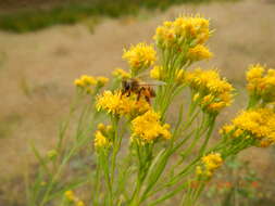 Plancia ëd Euthamia occidentalis Nutt.