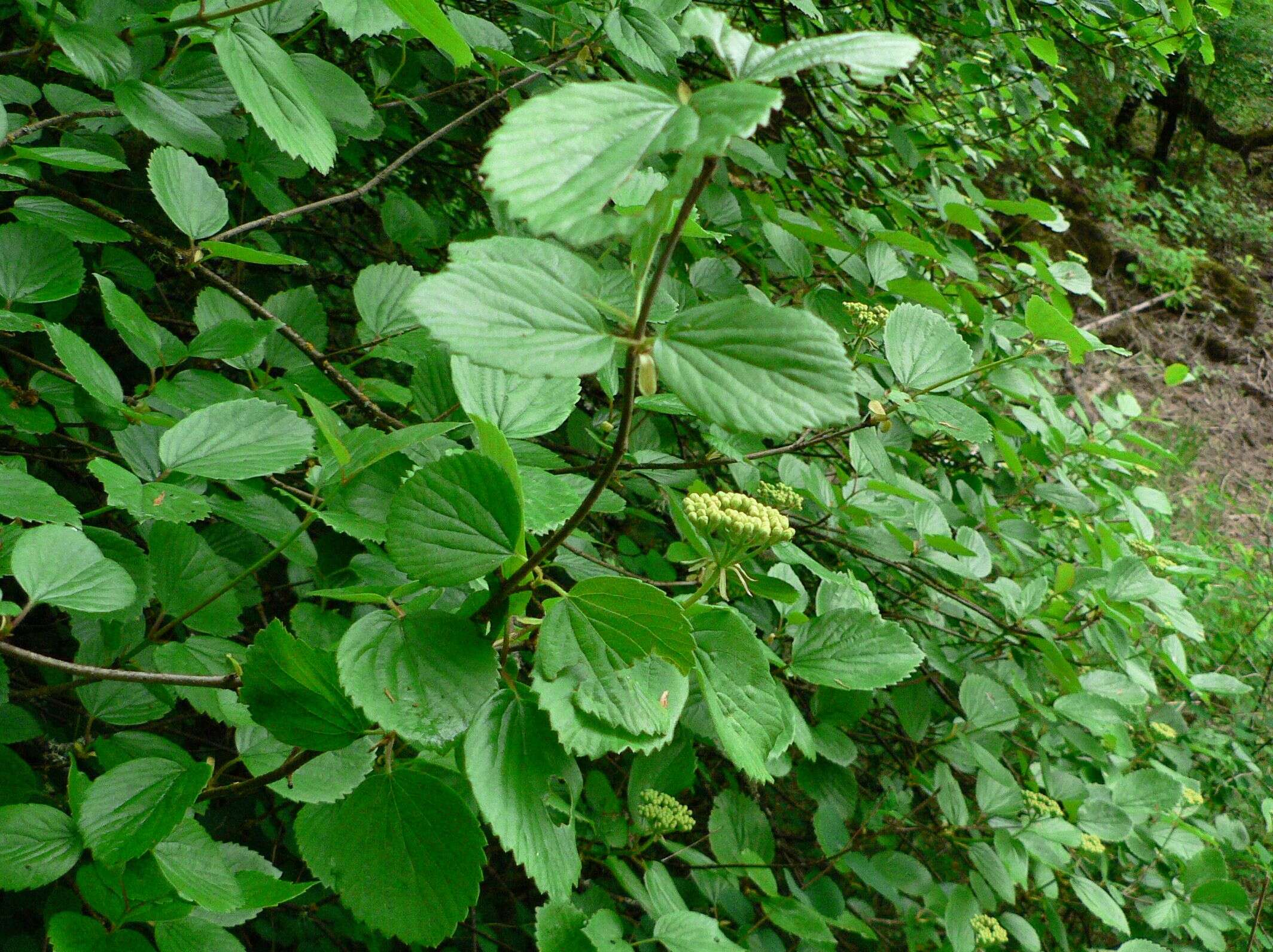 Image of common viburnum