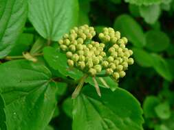 Image of common viburnum