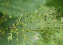 Image of Viburnum leaf beetle