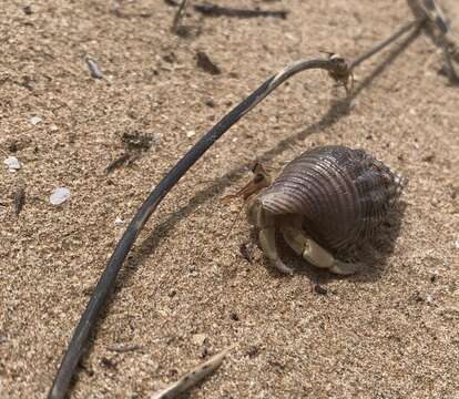 <i>Coenobita variabilis</i> resmi