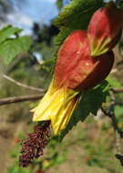 Image of trailing abutilon