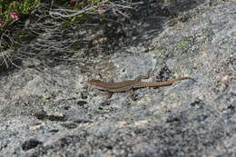 Image of Podarcis guadarramae lusitanicus Geniez et al. 2014