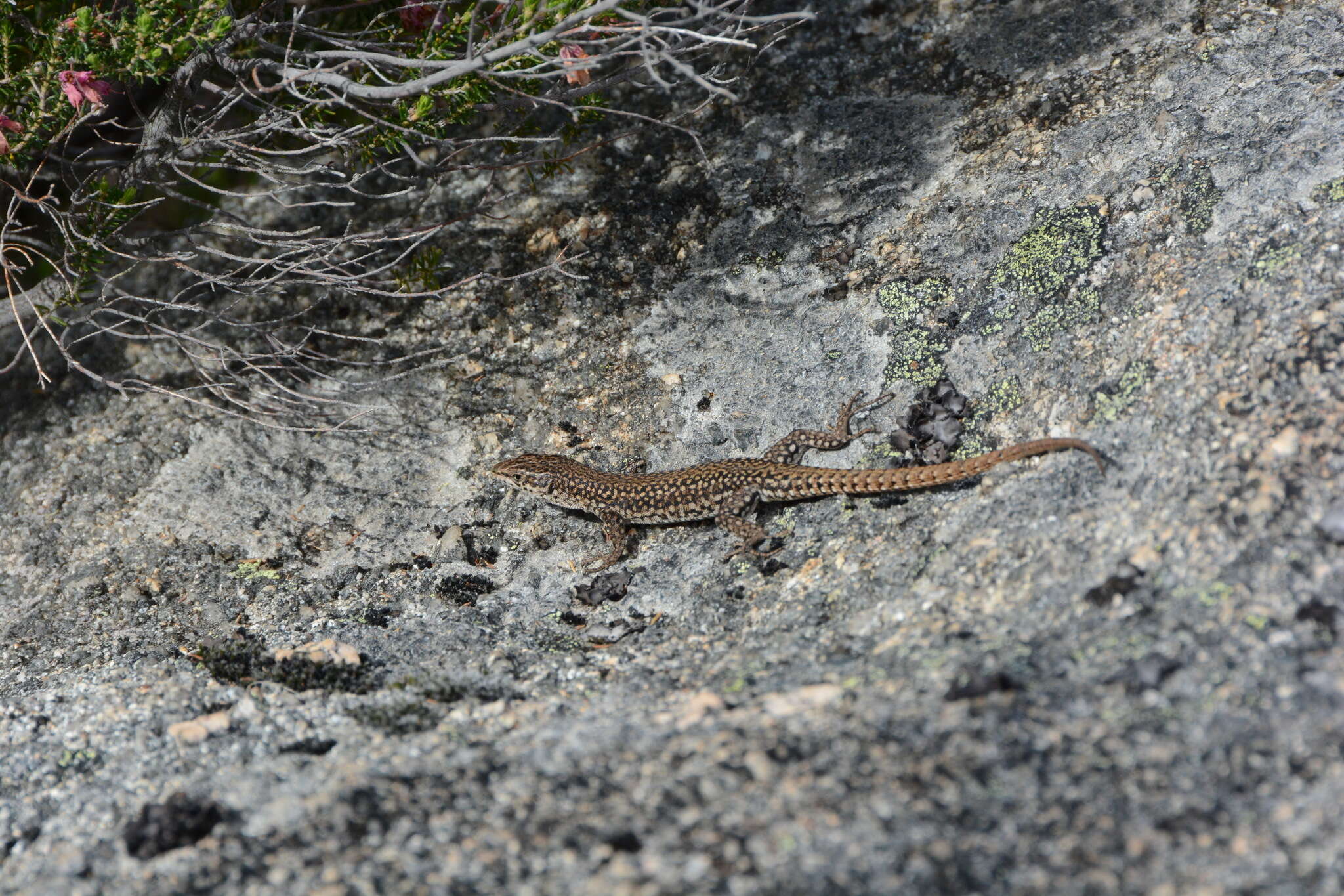 Image of Podarcis guadarramae lusitanicus Geniez et al. 2014