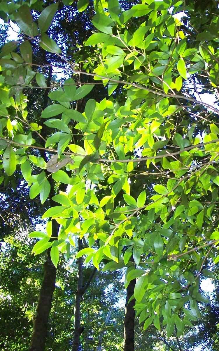 Sivun Pseudoweinmannia lachnocarpa (F. Müll.) Engl. kuva