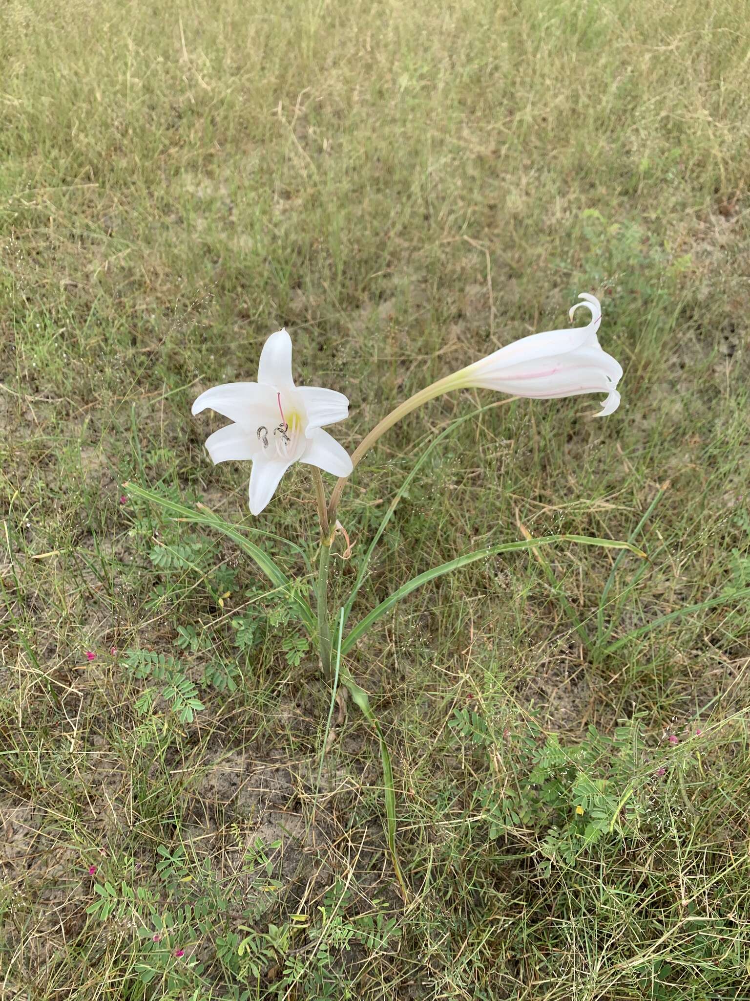 Image de Crinum carolo-schmidtii Dinter