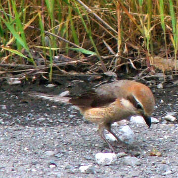 Image of Bull-headed Shrike