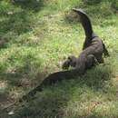 Image of Varanus panoptes panoptes (Storr 1980)