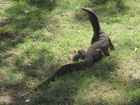 Image of Varanus panoptes panoptes (Storr 1980)