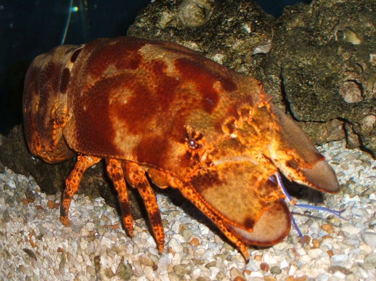 Image of mitten lobsters