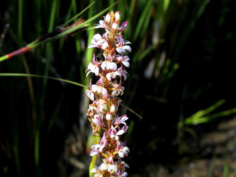 Image of Satyrium rhynchanthum Bolus