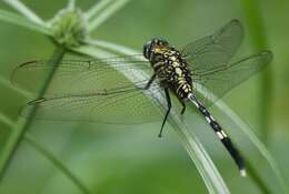 Image of Slender Skimmer