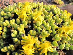 Слика од Rhinephyllum luteum (L. Bol.) L. Bol.