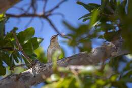 Image of Grey Cisticola