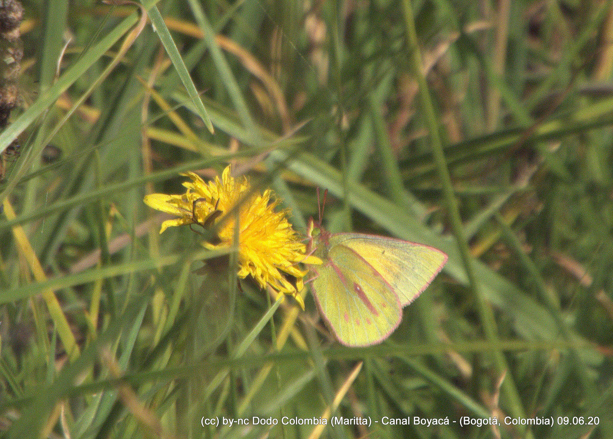 Image of Colias dimera Doubleday 1847