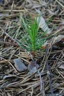 Image of Scotch Pine