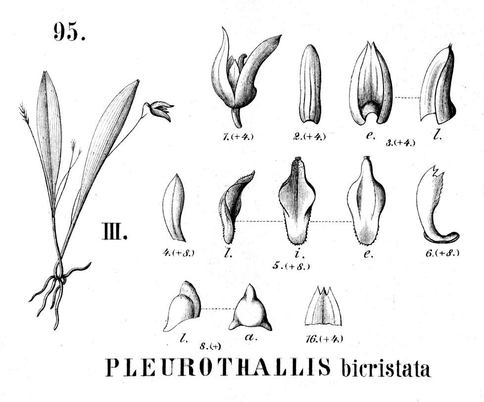 Image of Specklinia