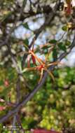 Image of Psittacanthus palmeri (Watson) Barlow & Wiens